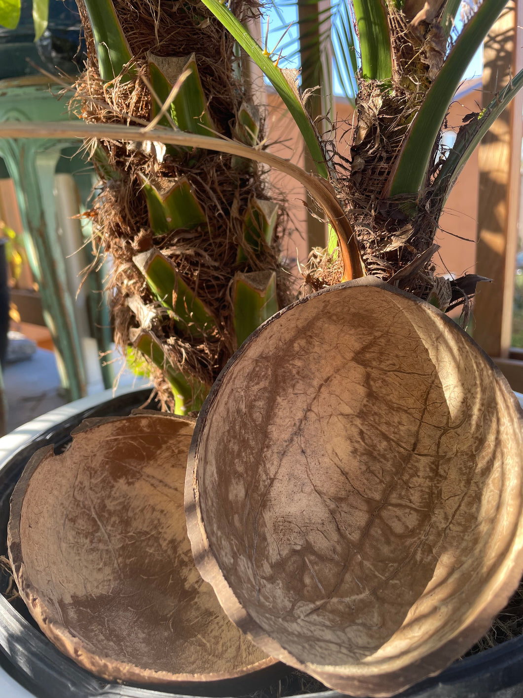Coconut drinking shell