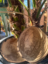 Load image into Gallery viewer, Coconut drinking shell
